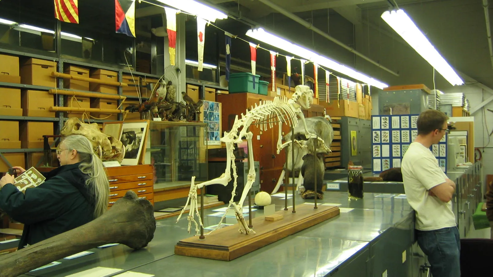Tetrapod Collection Cheetah skeleton