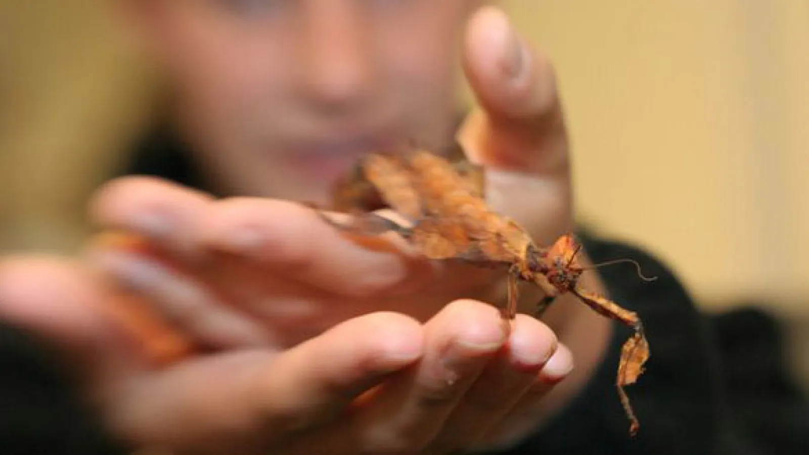 Insect Zoo at Open House 2005