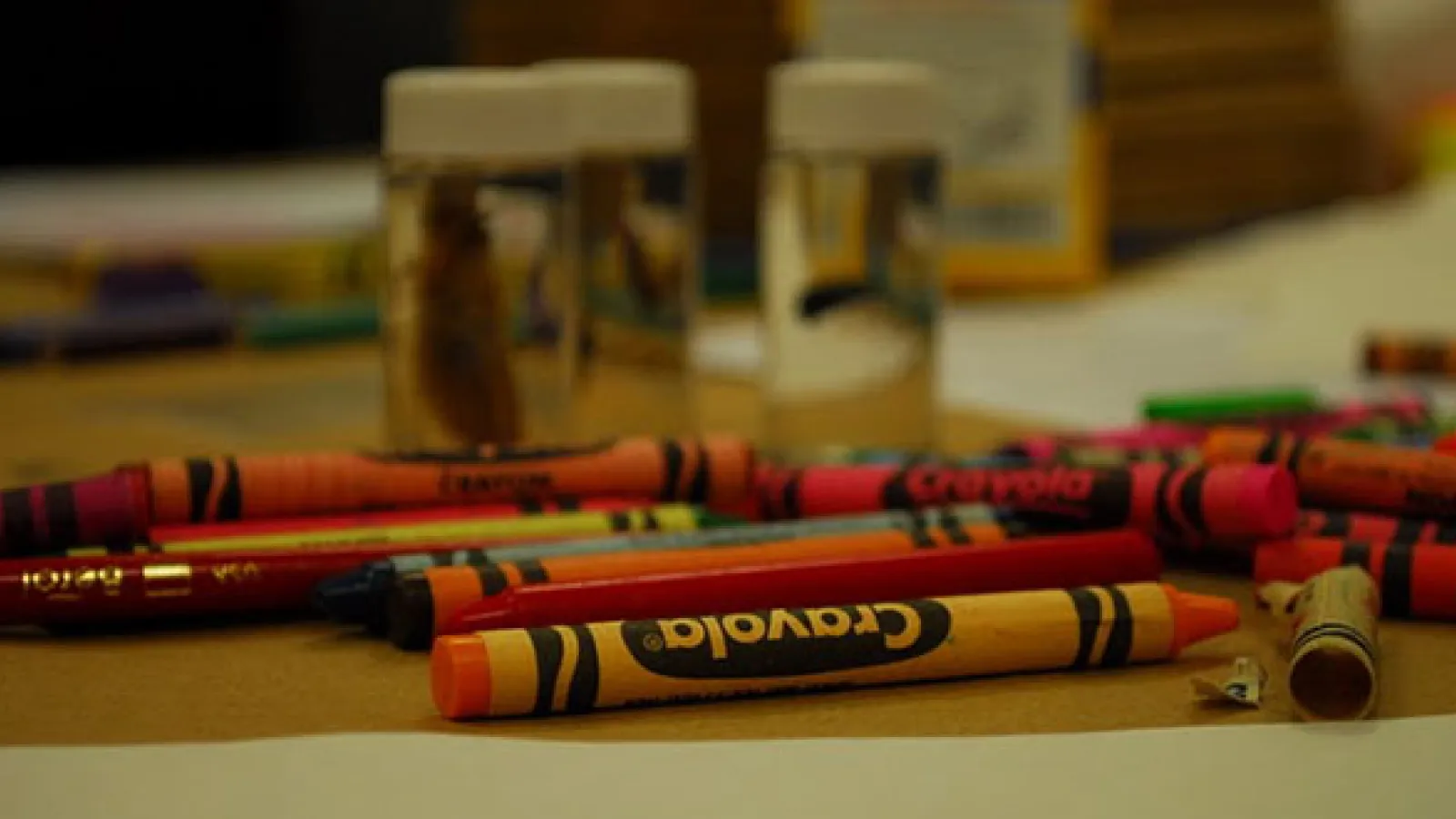 Crayons in the Bug Drawing table at the Triplehorn Insect Collection