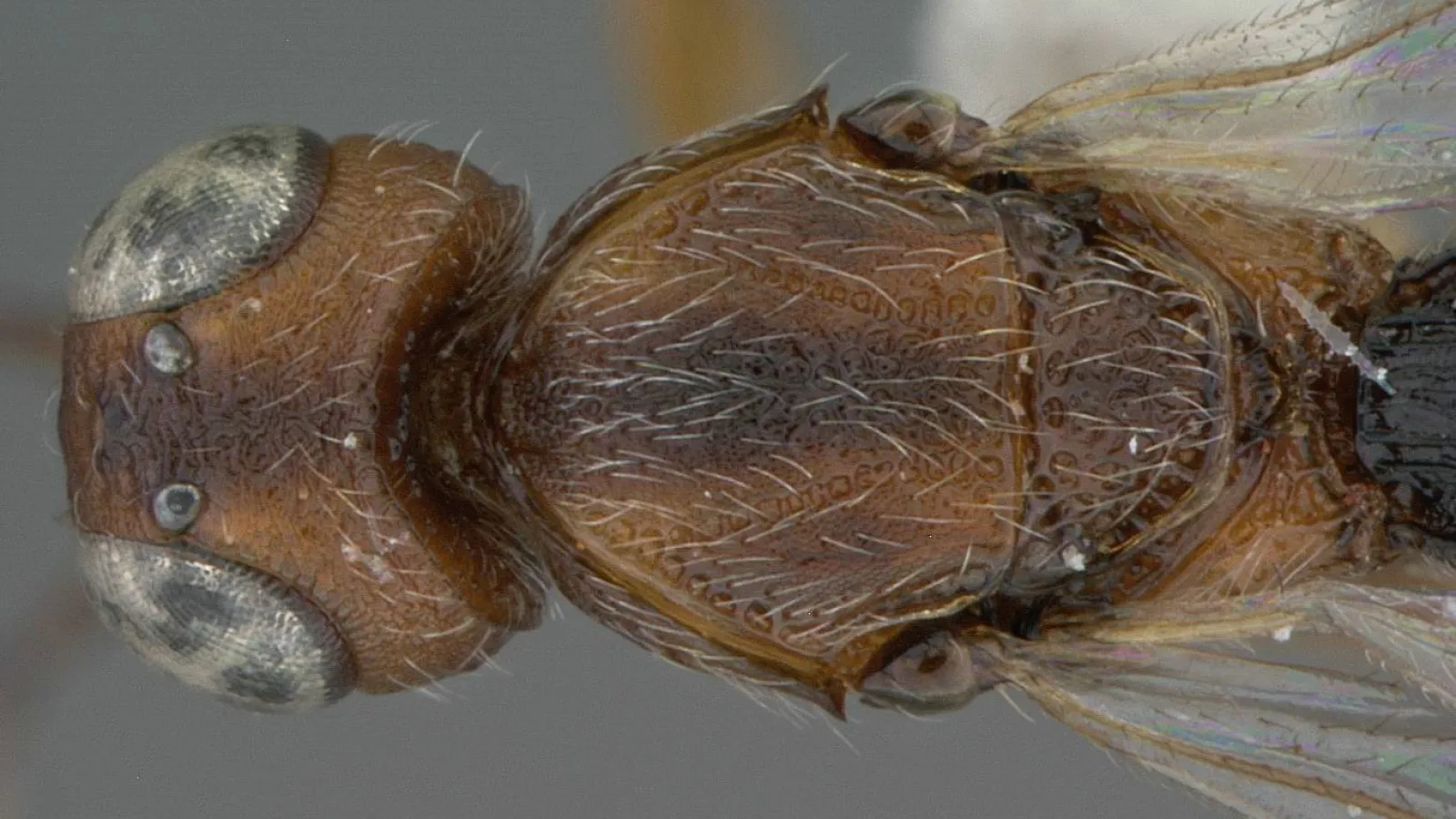 Oxyscelio bicolor, head and thorax dorsal view