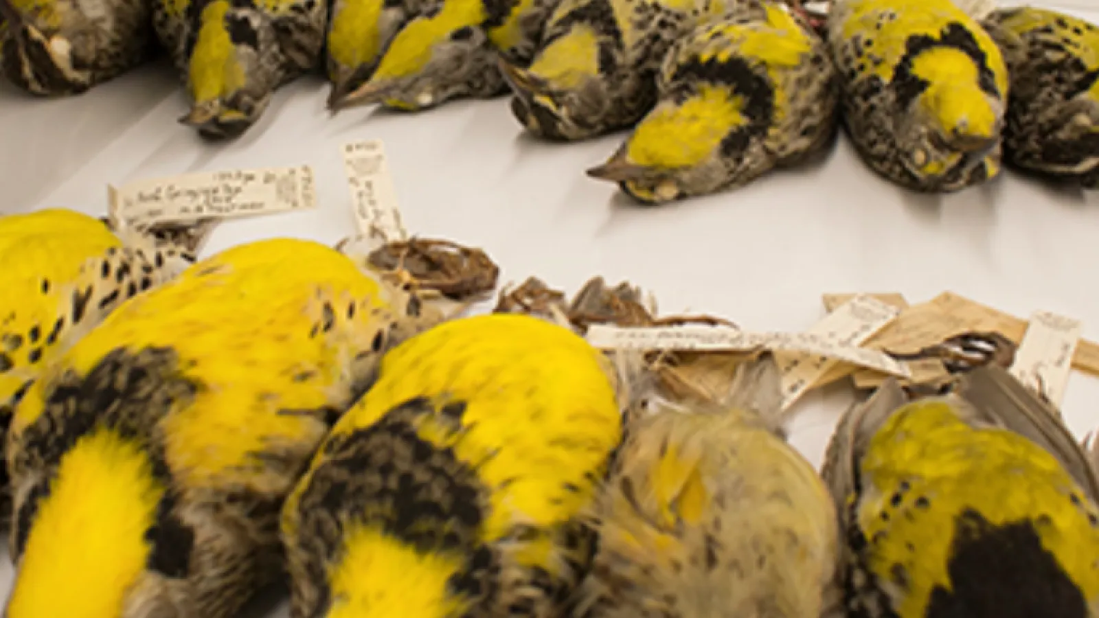 meadowlark skins in cabinet drawer
