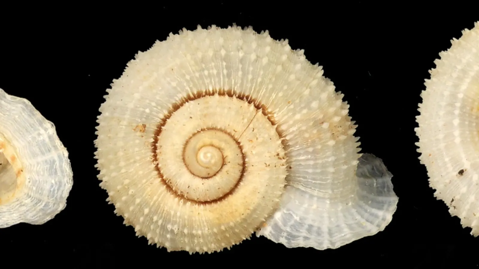 Abbottella moreletiana complex