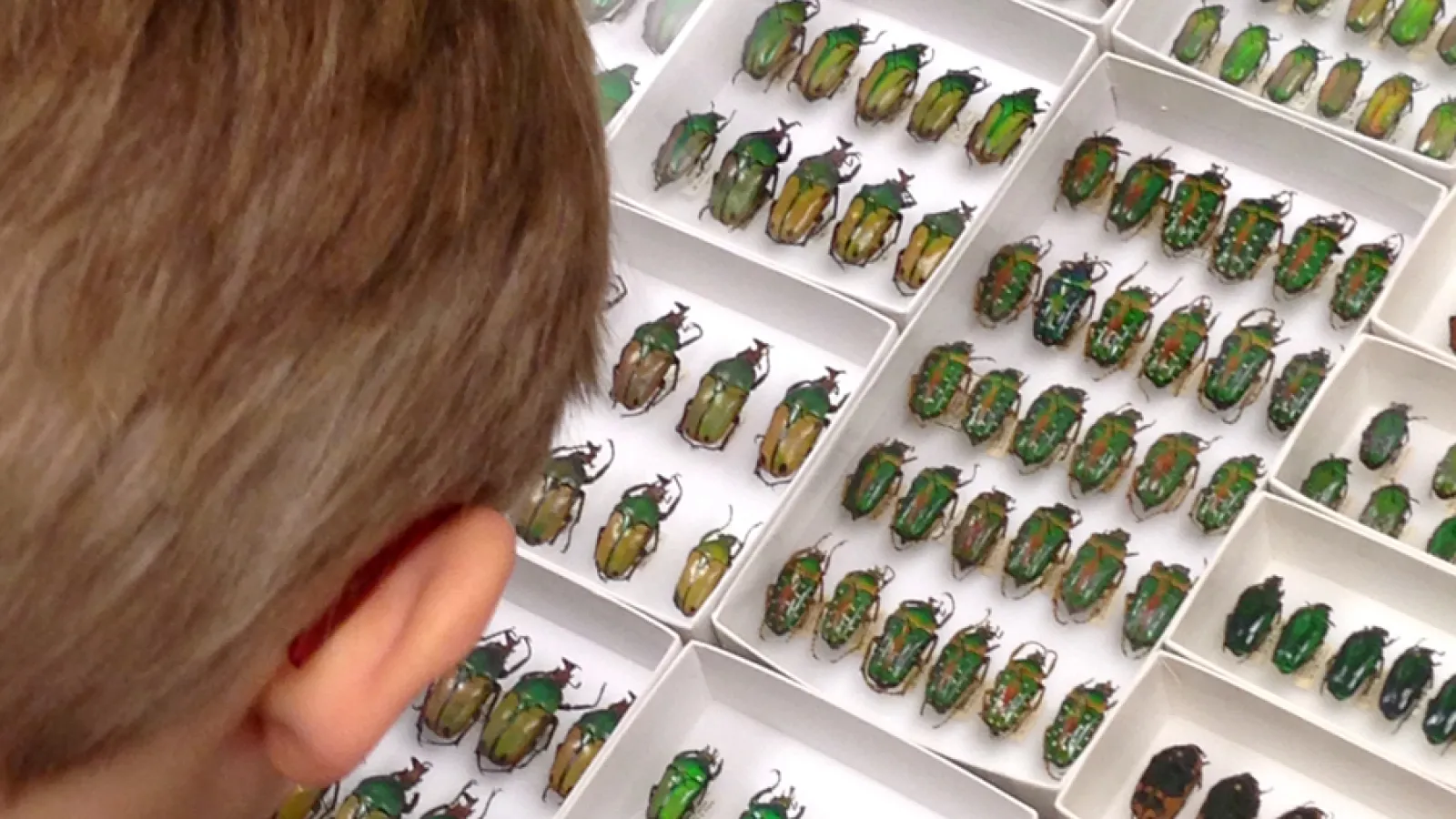 Visitor at the Triplehorn Insect Collection