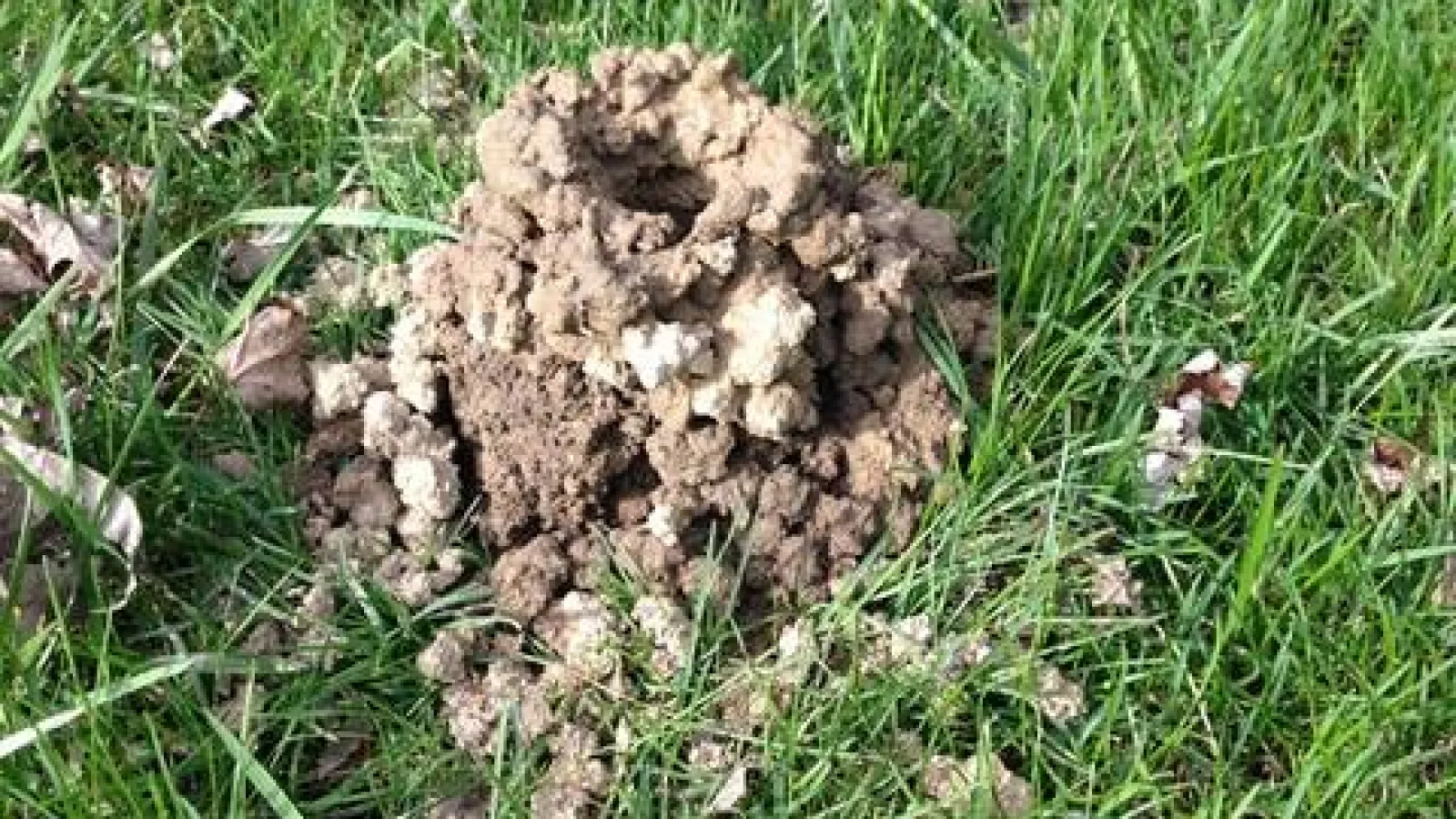 crayfish mud chimney