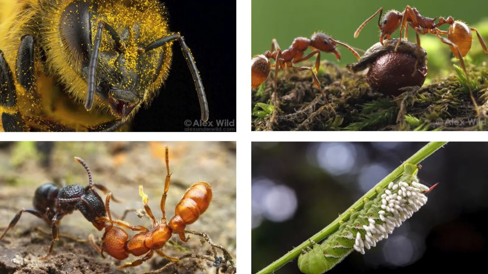 composite image of photo of bee, ant and caterpillar by Alex Wild