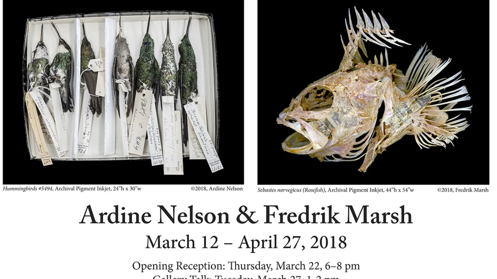 MBD specimens featured in photography exhibit at Shot Tower Gallery