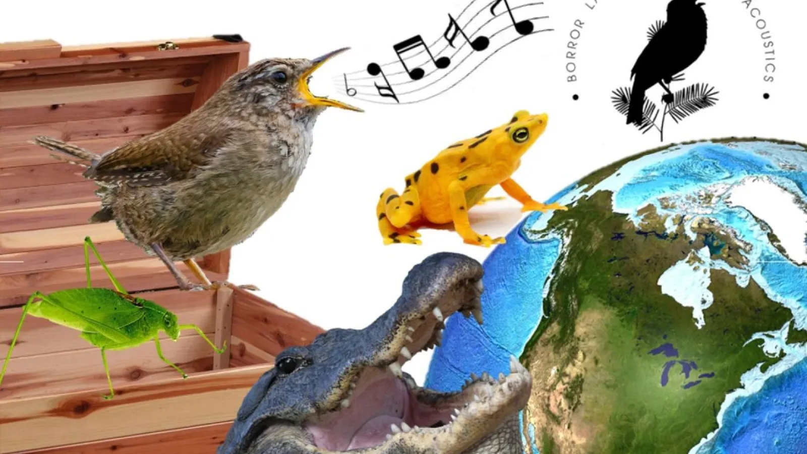 treasure chest of sounds, Borror lab of Bioacoustics