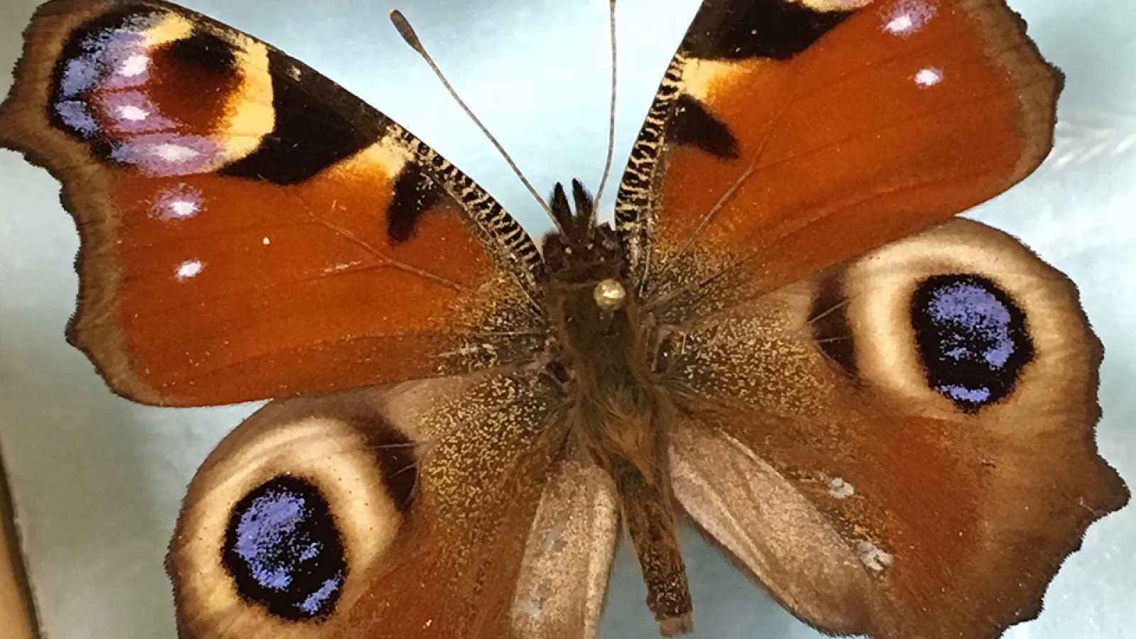 butterfly