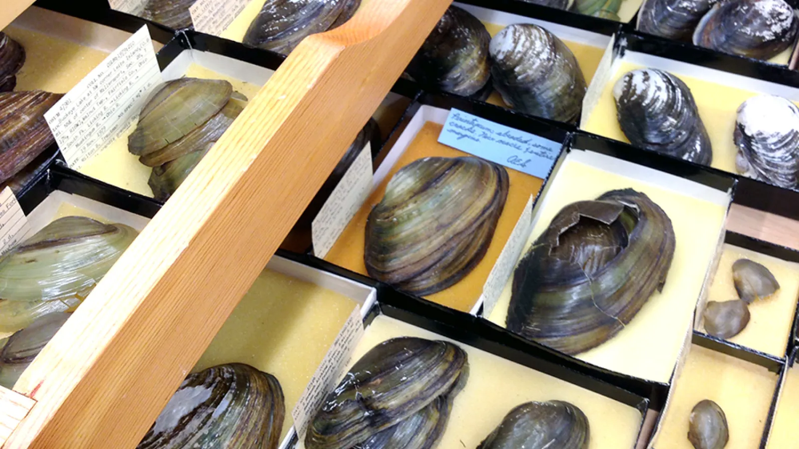 View of specimen drawers in the Mollusc Collection