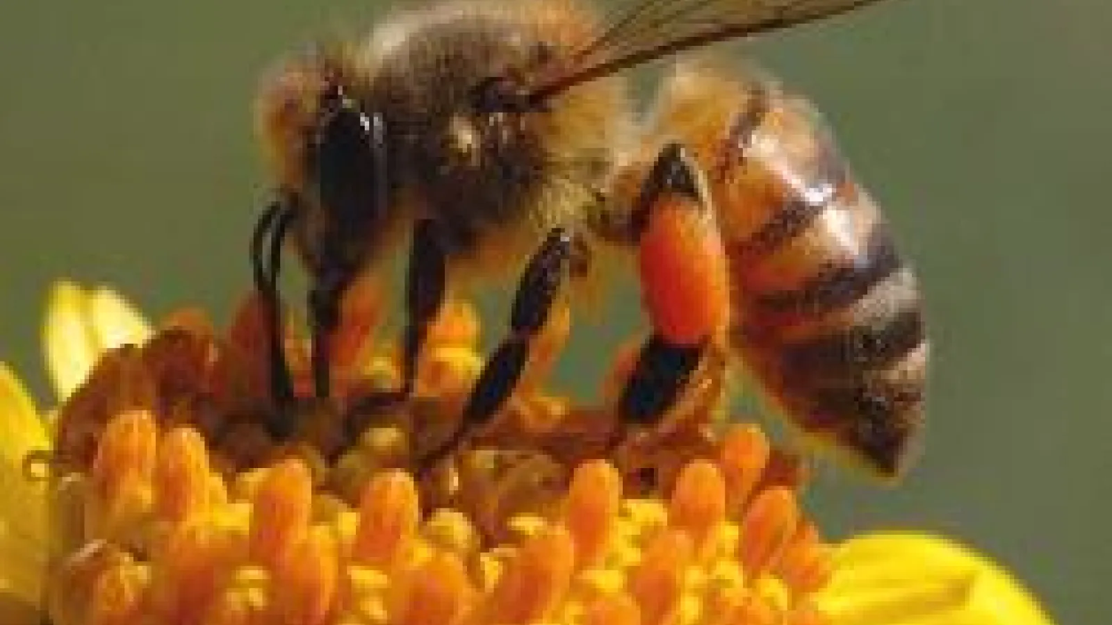 Honeybee