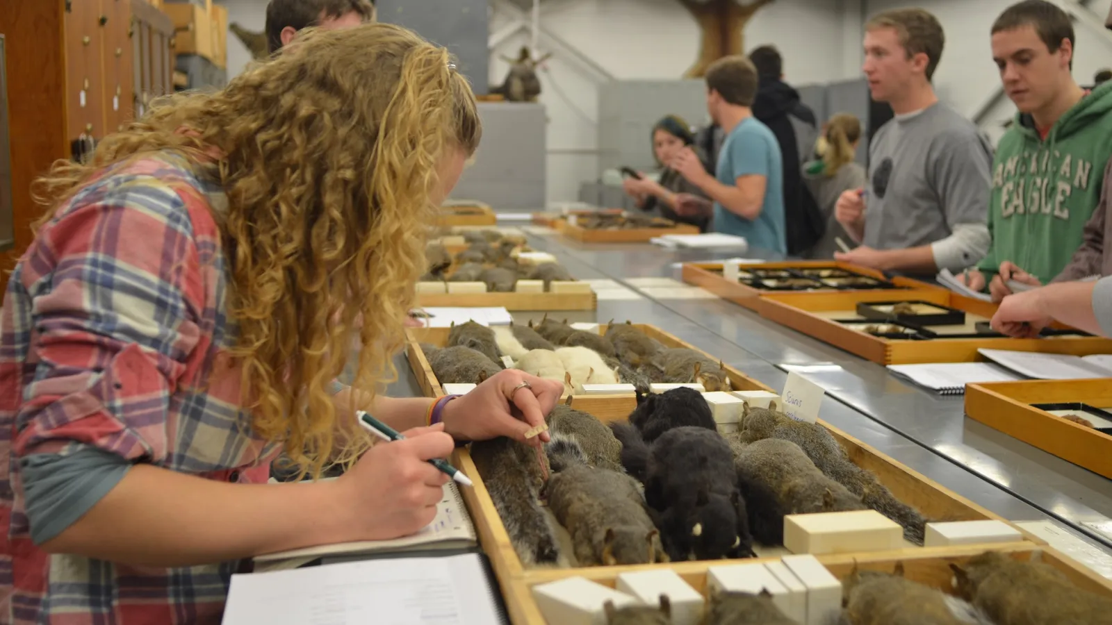 students in the 2011 OSU mammalogy class investigating mammal specimens