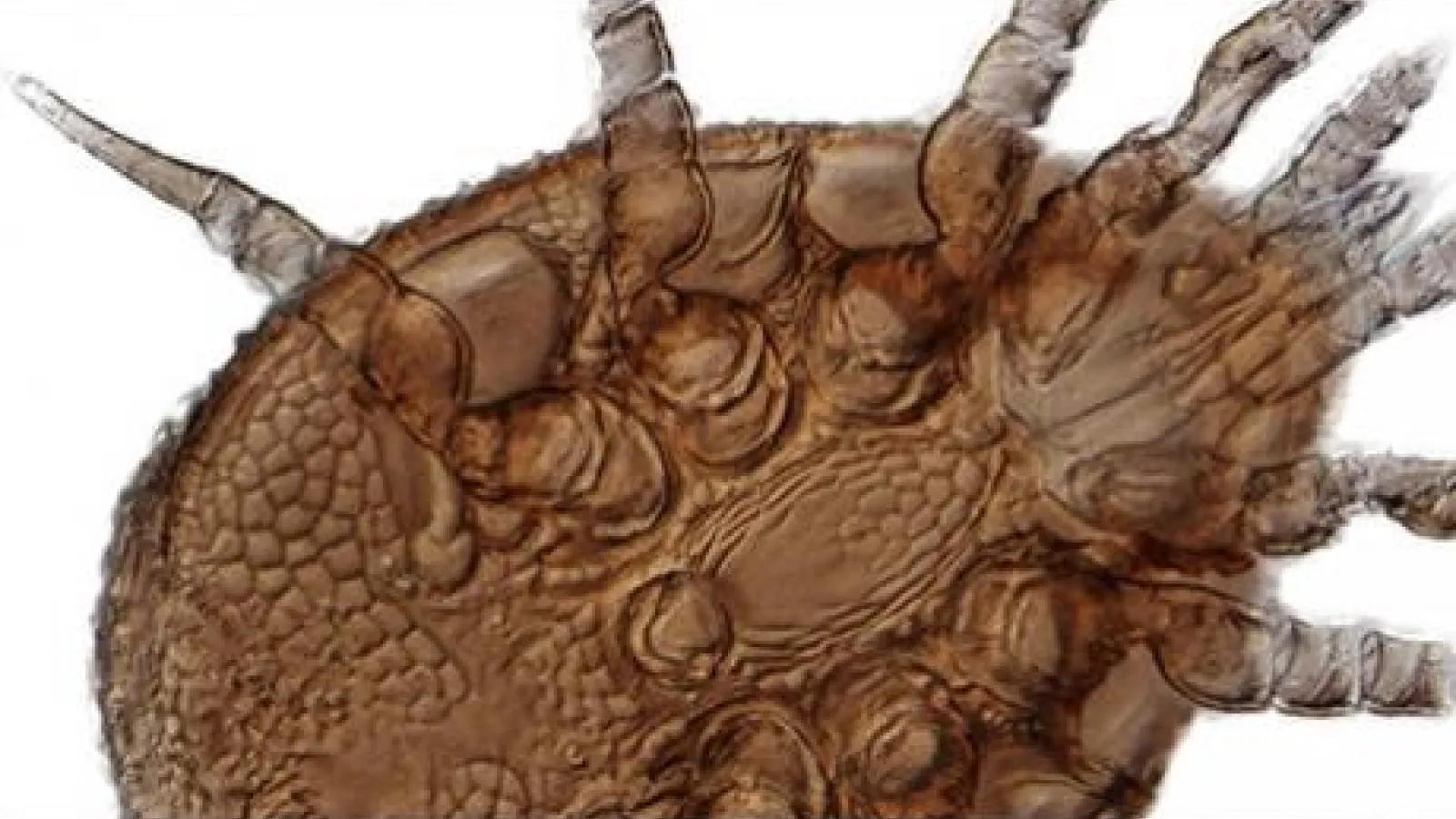ventral view of mite