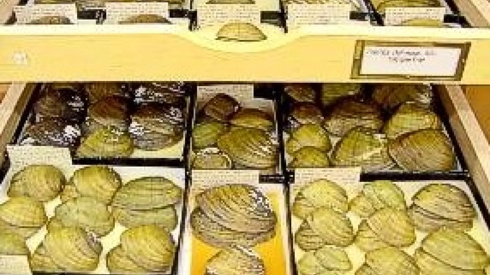 drawer with freshwater mussels