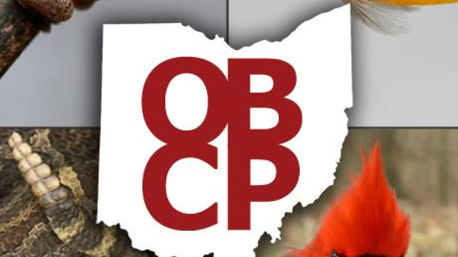 Ohio Biodiversity Conservation Partneship (OBCP)