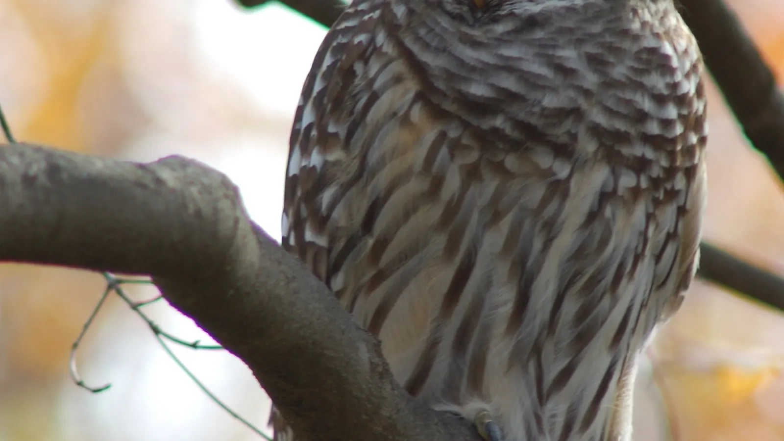 Barred Owl (c) Doug Nelson