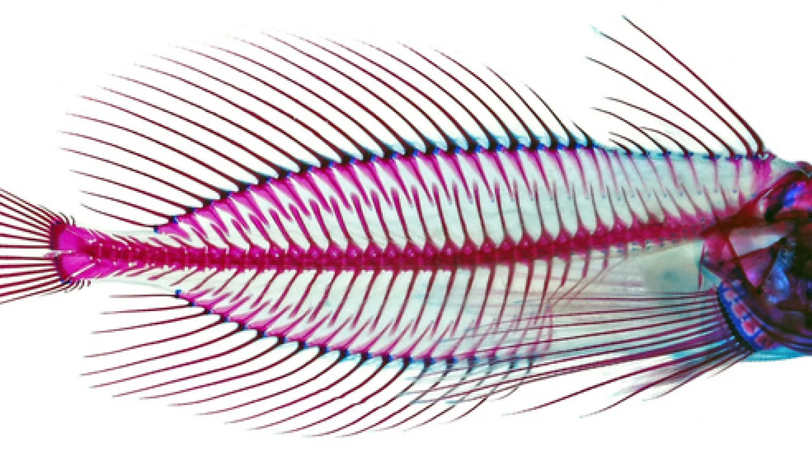 stained fish Blepsias cirrhosus