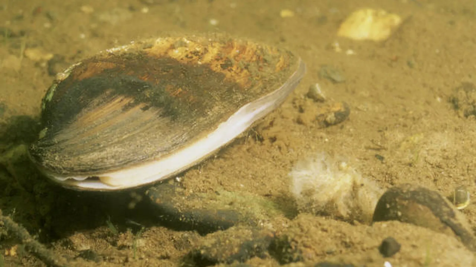 Freshwater mussel