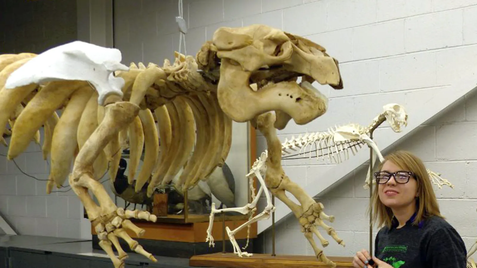 Volunteer and manatee skeleton