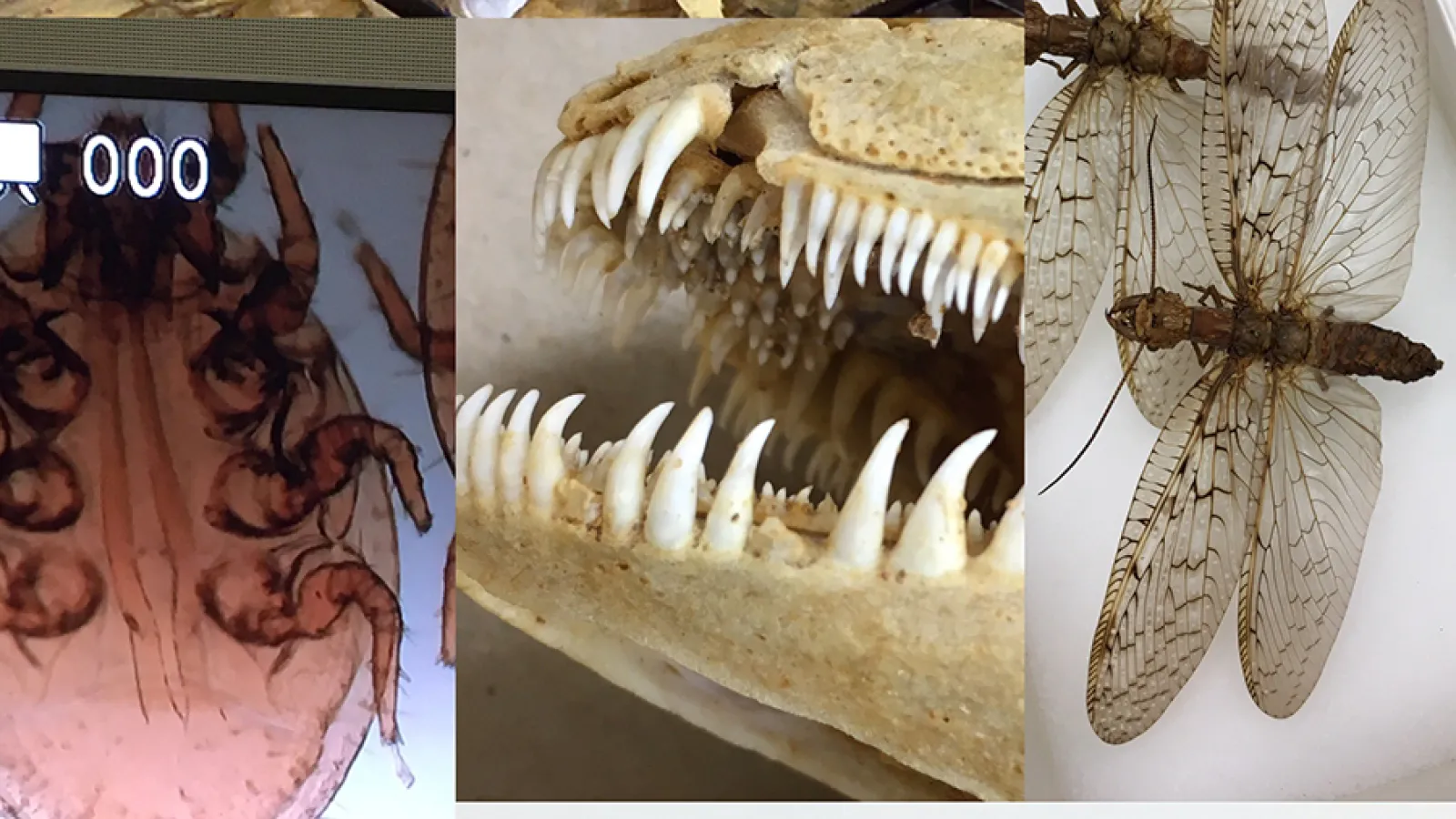 Preferred specimens