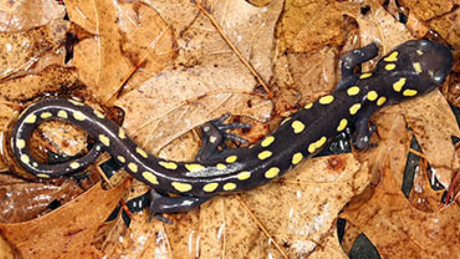 Salamander
