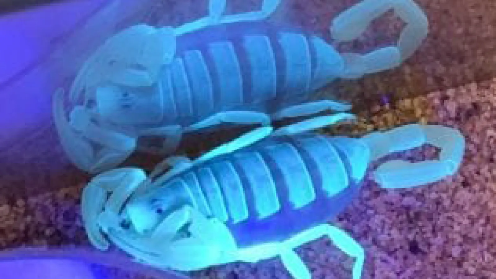 dune scorpion