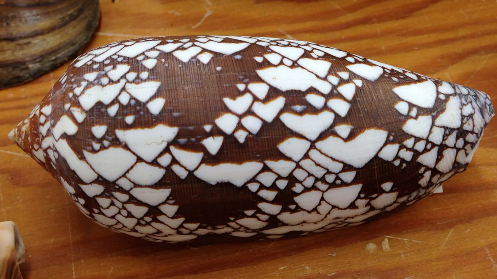 Snail