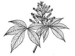 Buckeye leaves drawing