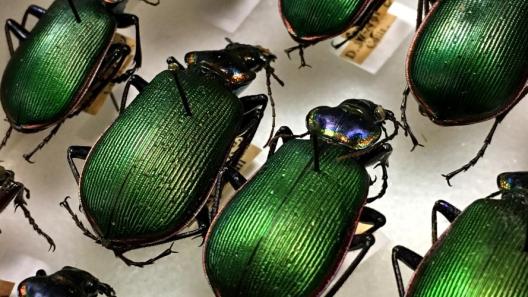 Large metallic green beetles of the genus Calosoma