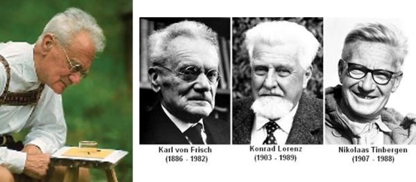 Karl von Frisch (1886 to 1982), Konrad Lorenz (1903 to 1989), Nikolaas Tinberogen (1907 to 1988)