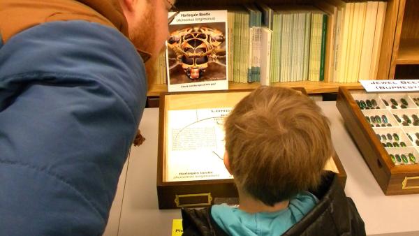 Father and young son examining insect display drawers at the Triplehorn collection