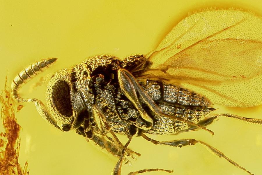 Archaeoscelio filicornis