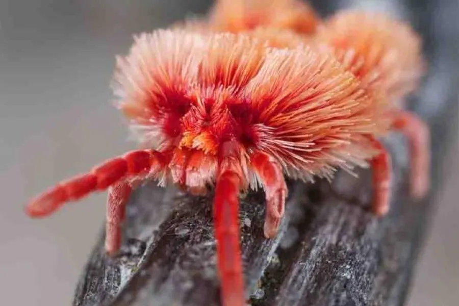 Austrothrombium Jurgen Otto