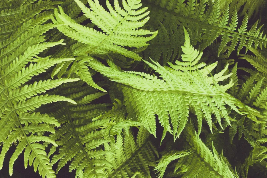 Close up of ferns