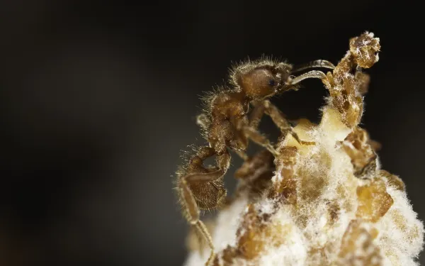 Close up photo of ant