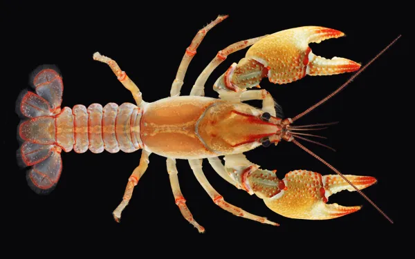 Picture of crawfish