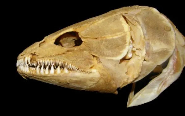 fish skull