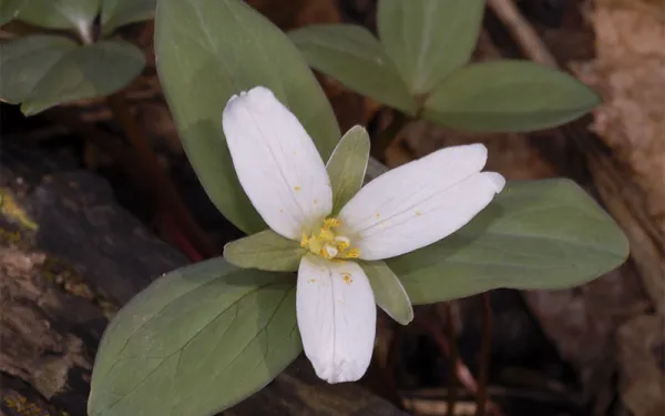 Picture of flowering herb