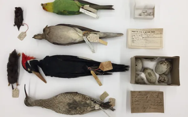 Photo of assorted tetrapods