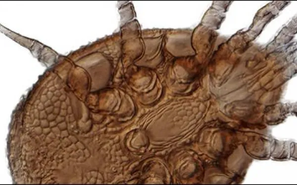 Uropodid