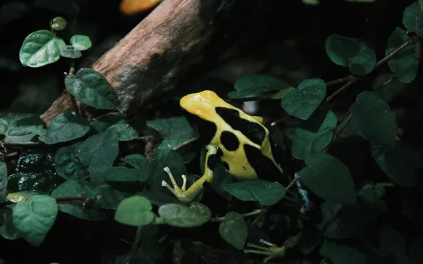 photo of  Yellow Poison-Banded Dart Frog 