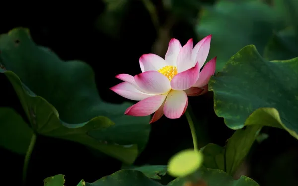 Pink Petaled Flower in Bloom