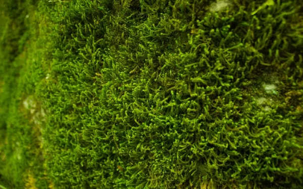 samples of moss
