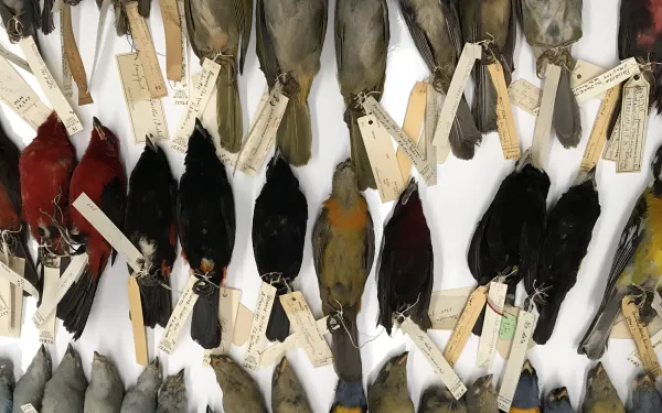 Bird specimens