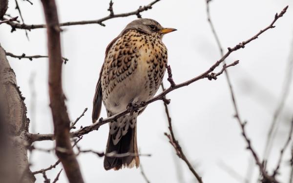 picture of a thrush on a branch