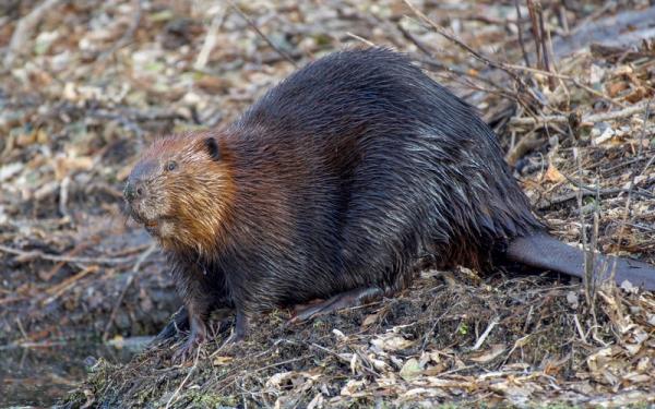 picture of a beaver