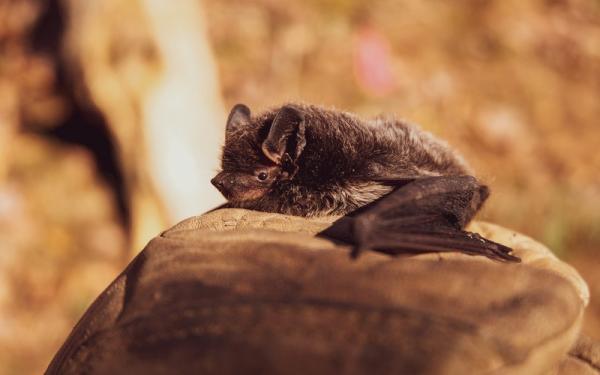 photo of a small brown bat