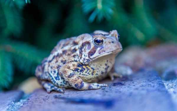 picture of an asian common toad