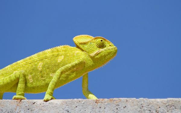 picture of a chameleon