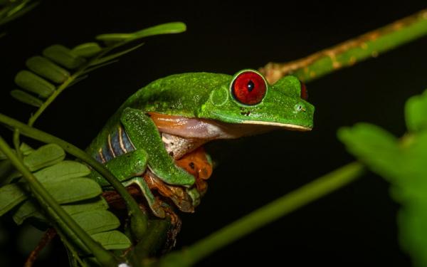 picture of a tree frog