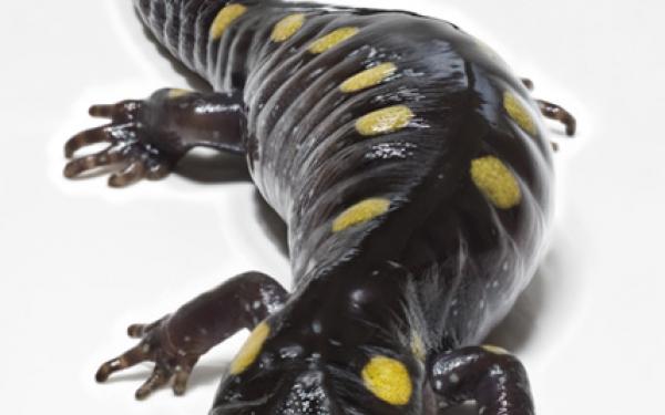 photo of mole salamander